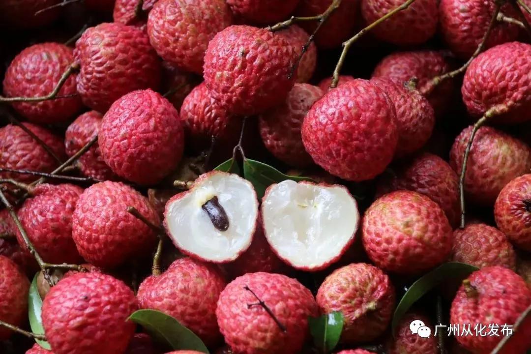 廣東荔枝最新動態(tài)，甜蜜家庭時光與荔枝的緣分